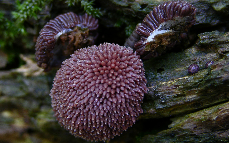 Myxomyceti del 9 giugno.